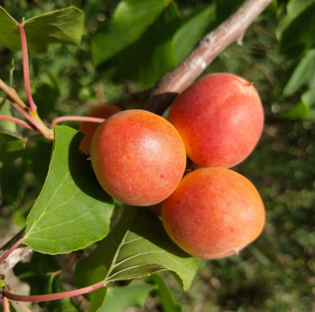 绿腰小红杏最新篇章，自信与成就感的旅程
