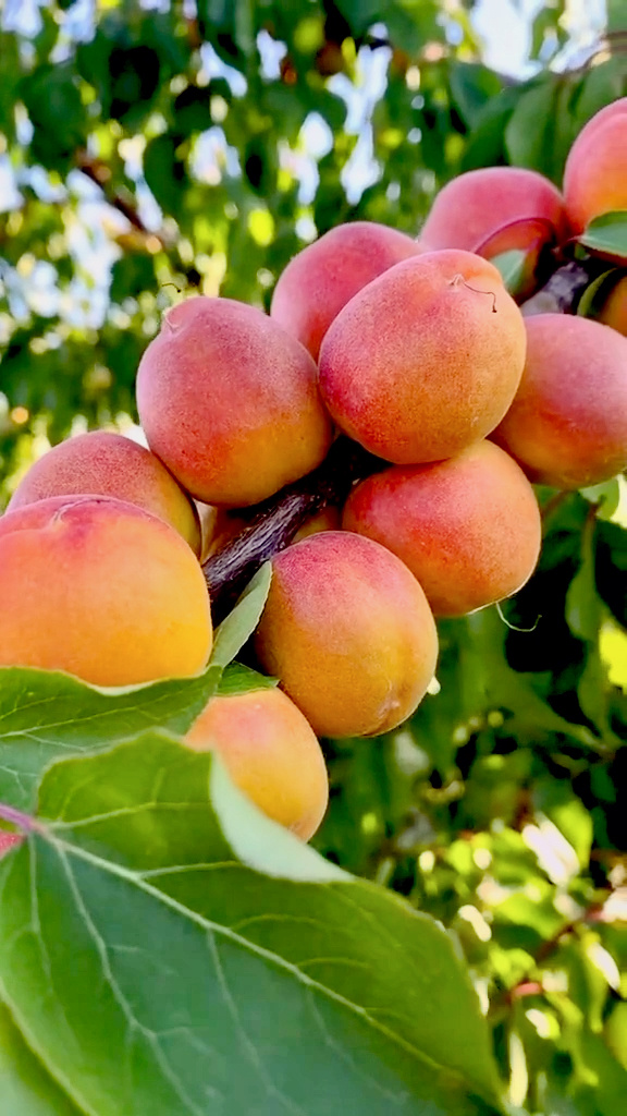 绿腰小红杏最新篇章,自信与成就感的旅程