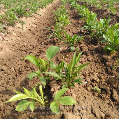 白术苗价格揭秘，自然美景背后的旅行探索之旅