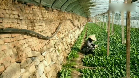 石门巷弄中的独特魅力,新鲜资讯与隐秘宝藏探店之旅