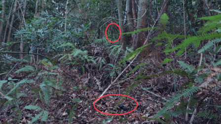 石门巷弄中的独特魅力,新鲜资讯与隐秘宝藏探店之旅