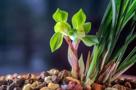 演员孙小明，演艺之路的闪耀之星