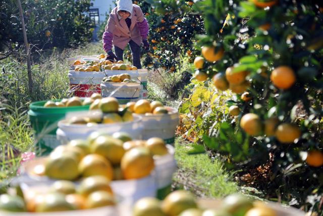 今年柑橘行情分析,市场走势、影响因素及预测