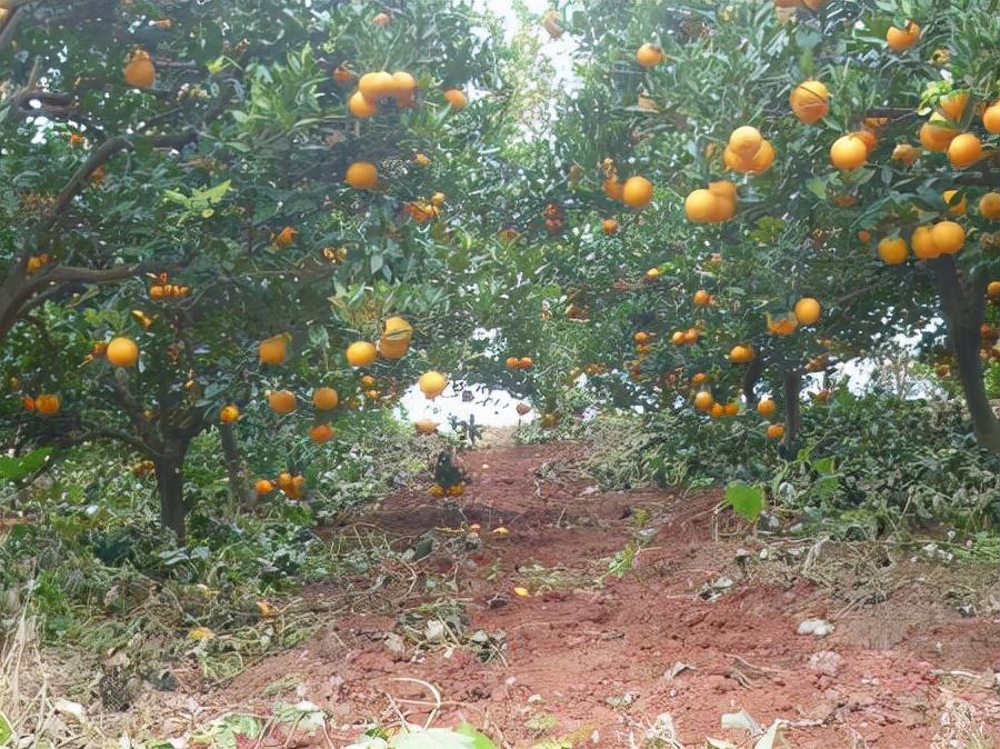 今年柑橘行情分析,市场走势、影响因素及预测