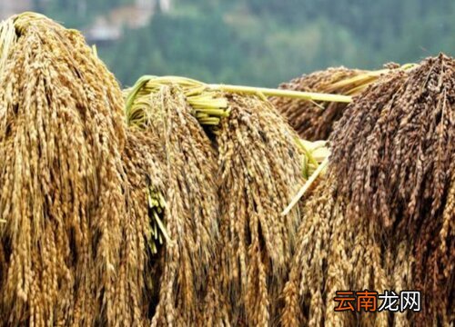 最新糯稻价格概览与动态分析