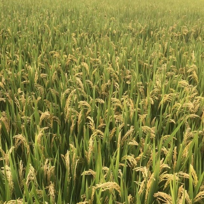 最新糯稻价格概览与动态分析