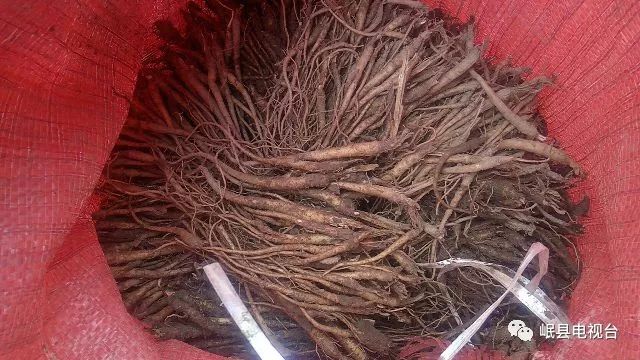 党参行情价格揭秘，历史背景、重要事件与地位的深度解析