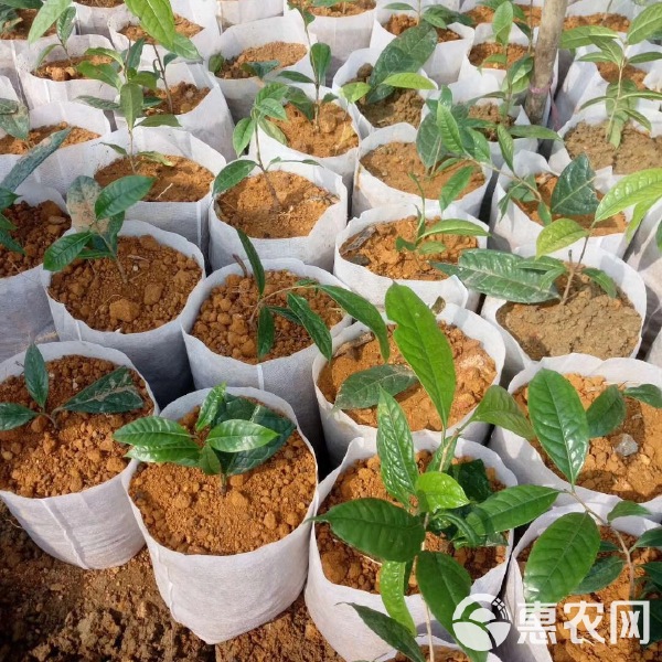 育苗杯批发价格表深度解析,背景、事件与地位一窥究竟