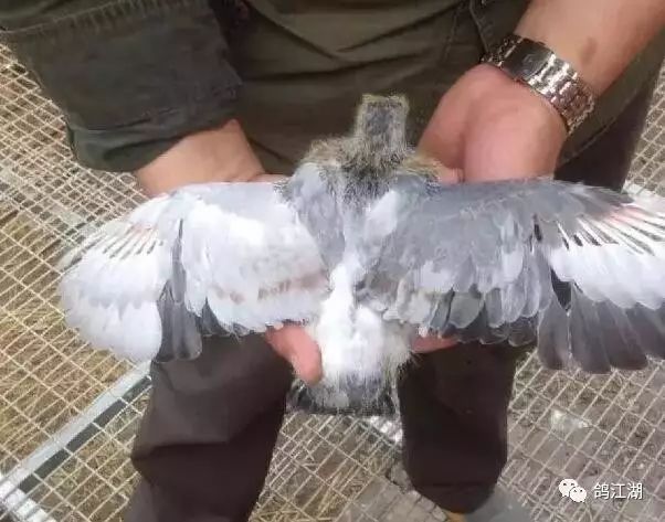 揭秘鸽子返祖现象，能否参与比赛？