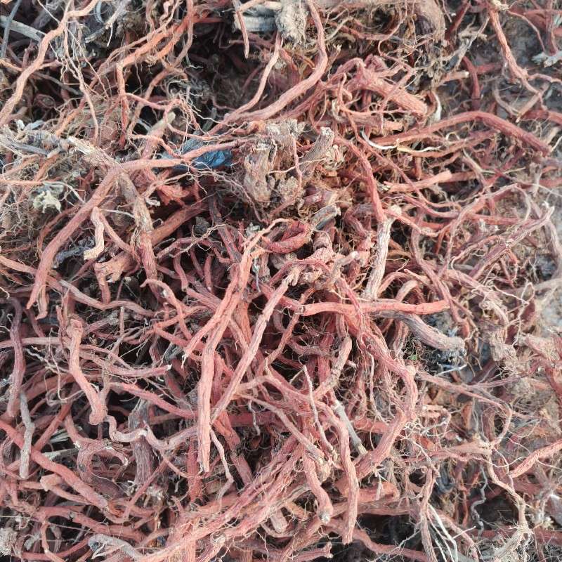 丹参收购价格,历史背景、重要事件与地位分析