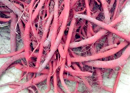 丹参收购价格,历史背景、重要事件与地位分析