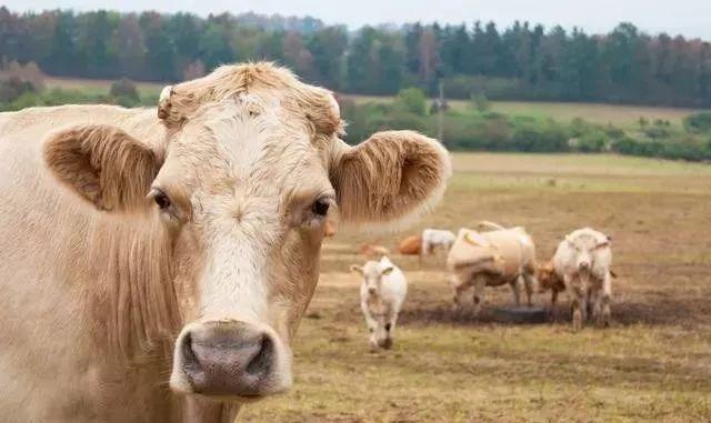 最新牛价走势分析，市场影响观点论述