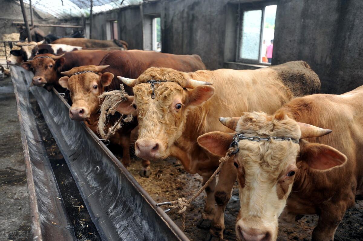 最新牛价走势分析,市场影响观点论述