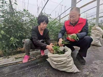 最新鲜线椒价格行情详解，行情指南与趋势分析