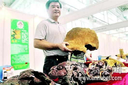 野生桑黄灵芝价格揭秘，小巷深处的珍稀宝藏探索