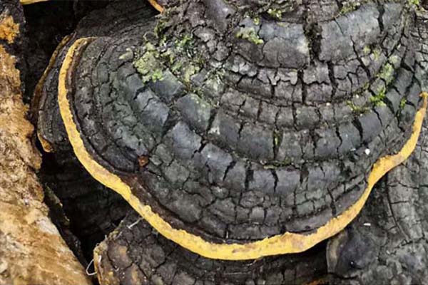 野生桑黄灵芝价格揭秘,小巷深处的珍稀宝藏探索