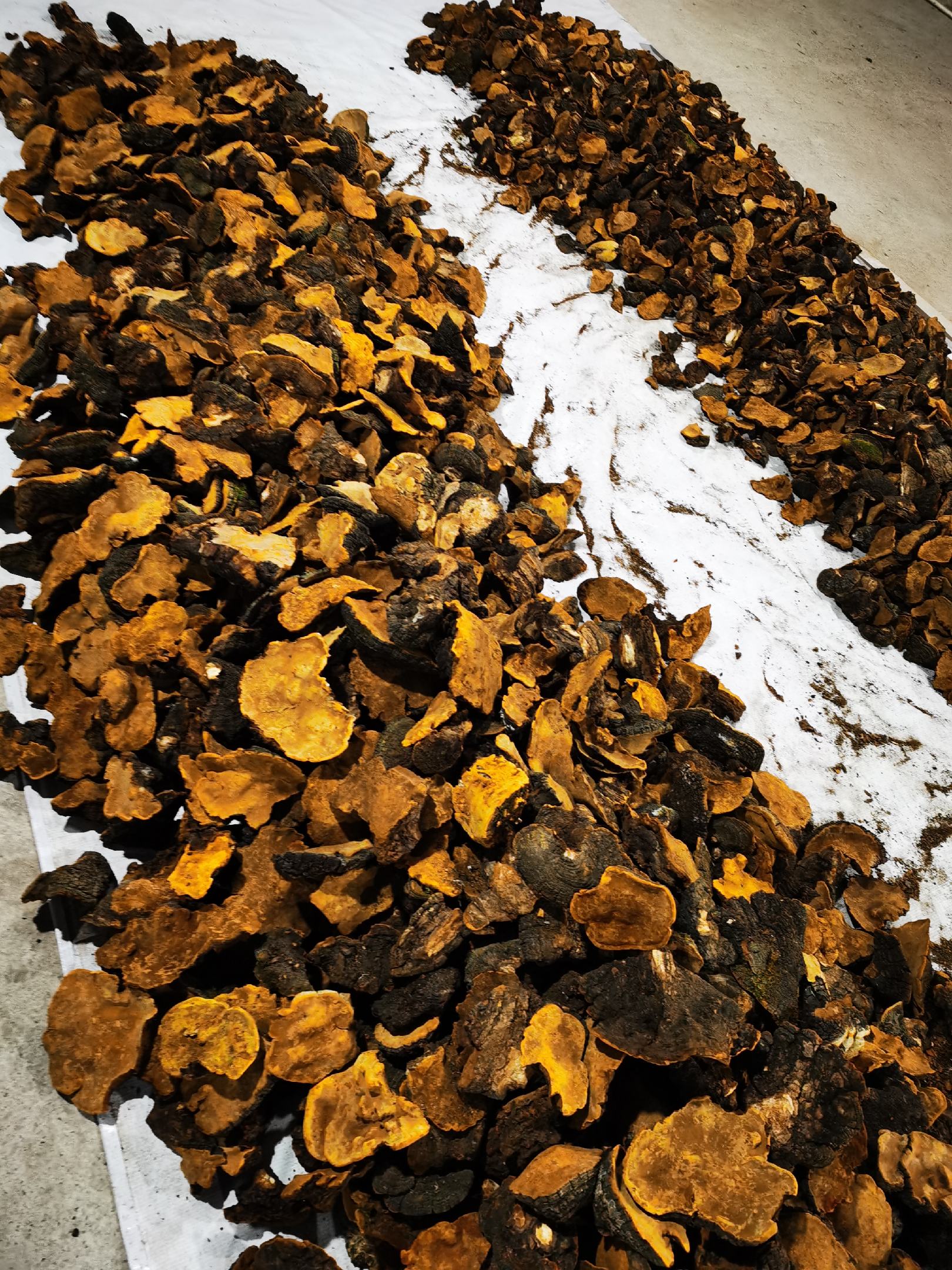 野生桑黄灵芝价格揭秘,小巷深处的珍稀宝藏探索