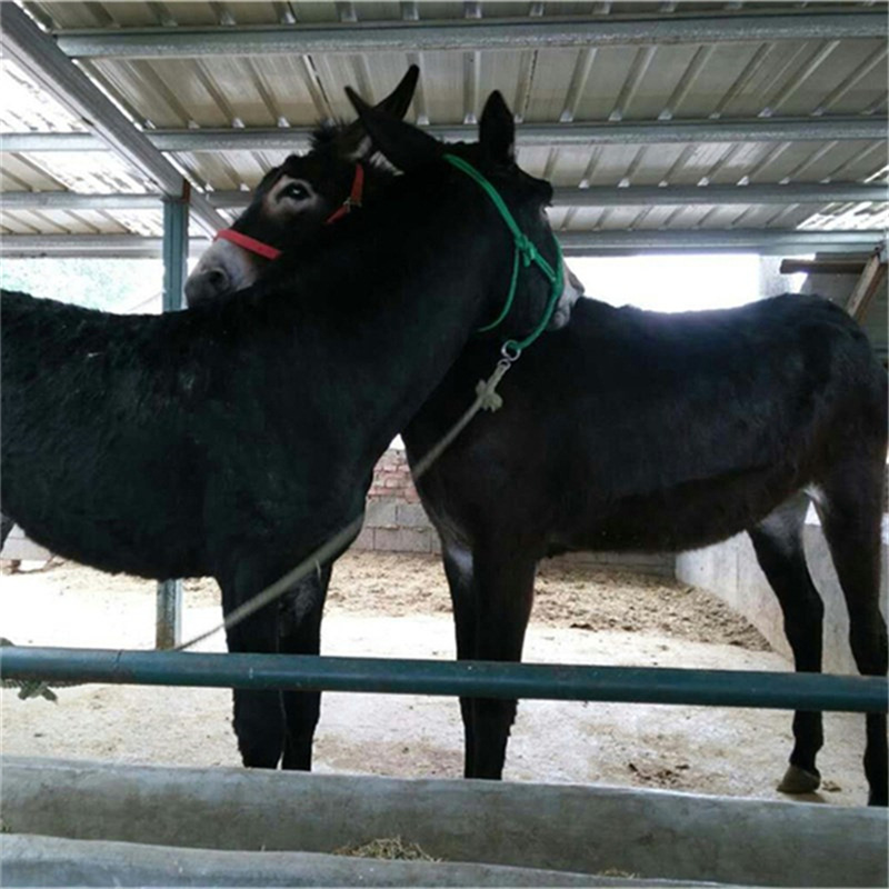 德州驴最新行情，我家的小故事与驴产业紧密相连