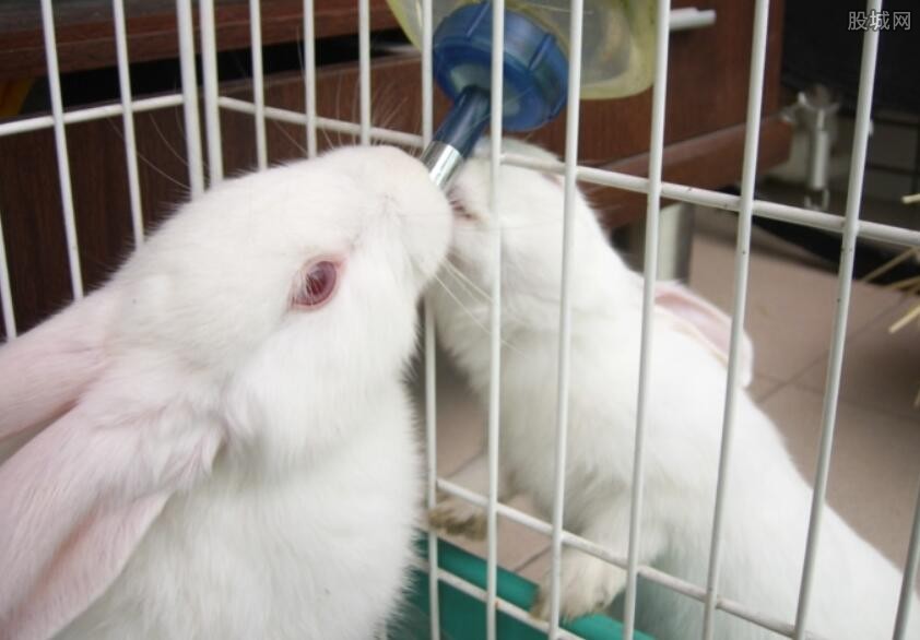 最新獭兔报价与探索自然美景之旅,寻找内心的宁静平和