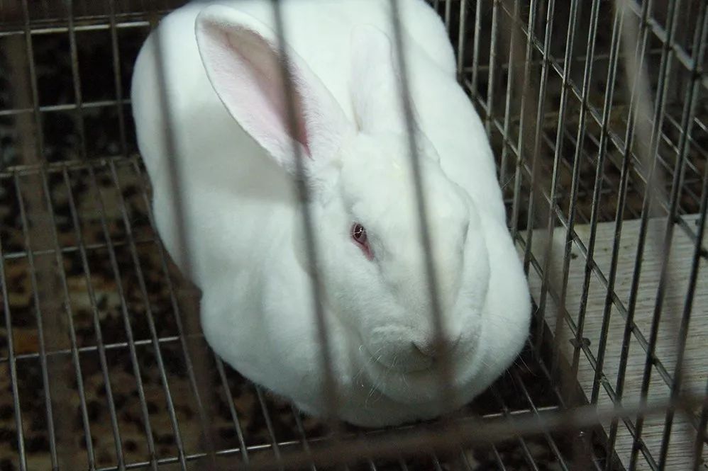 最新獭兔报价与探索自然美景之旅,寻找内心的宁静平和