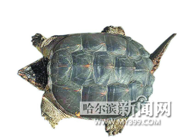 揭秘神秘水下宝藏，最新龟类鉴定揭晓！