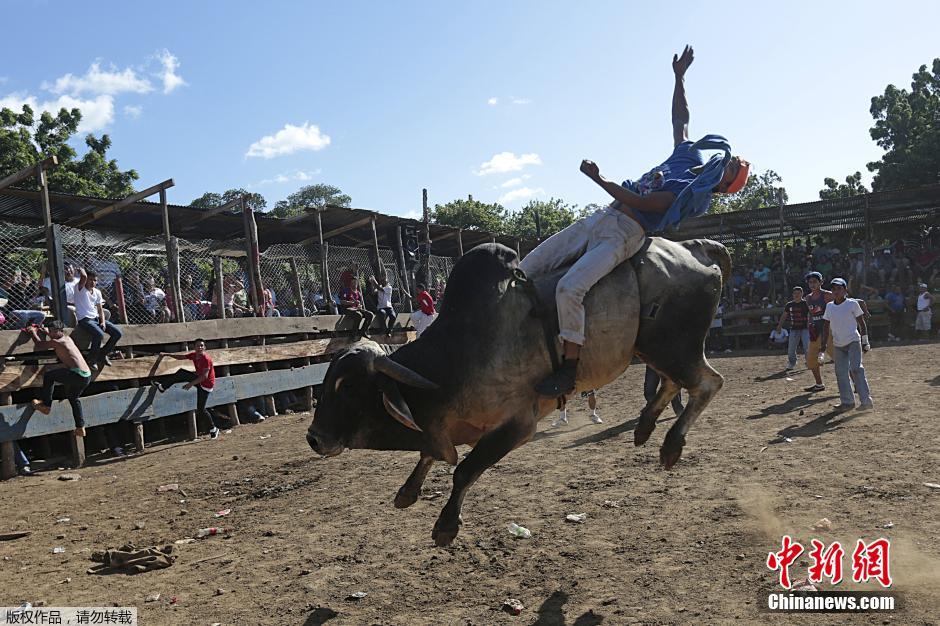 科技重塑传统，南美洲骑牛比赛视频，感受极致激情