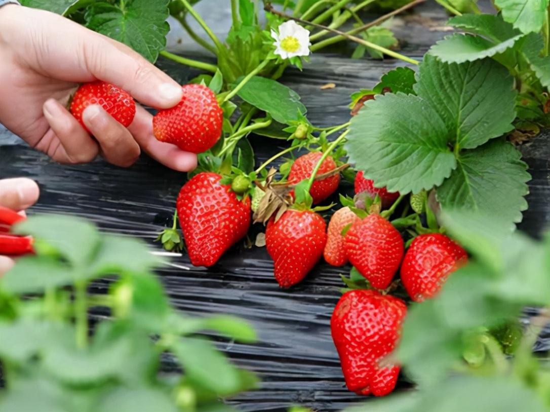 冬季上市蔬菜,如何在生活的寒冬中如蔬菜般蓬勃生长