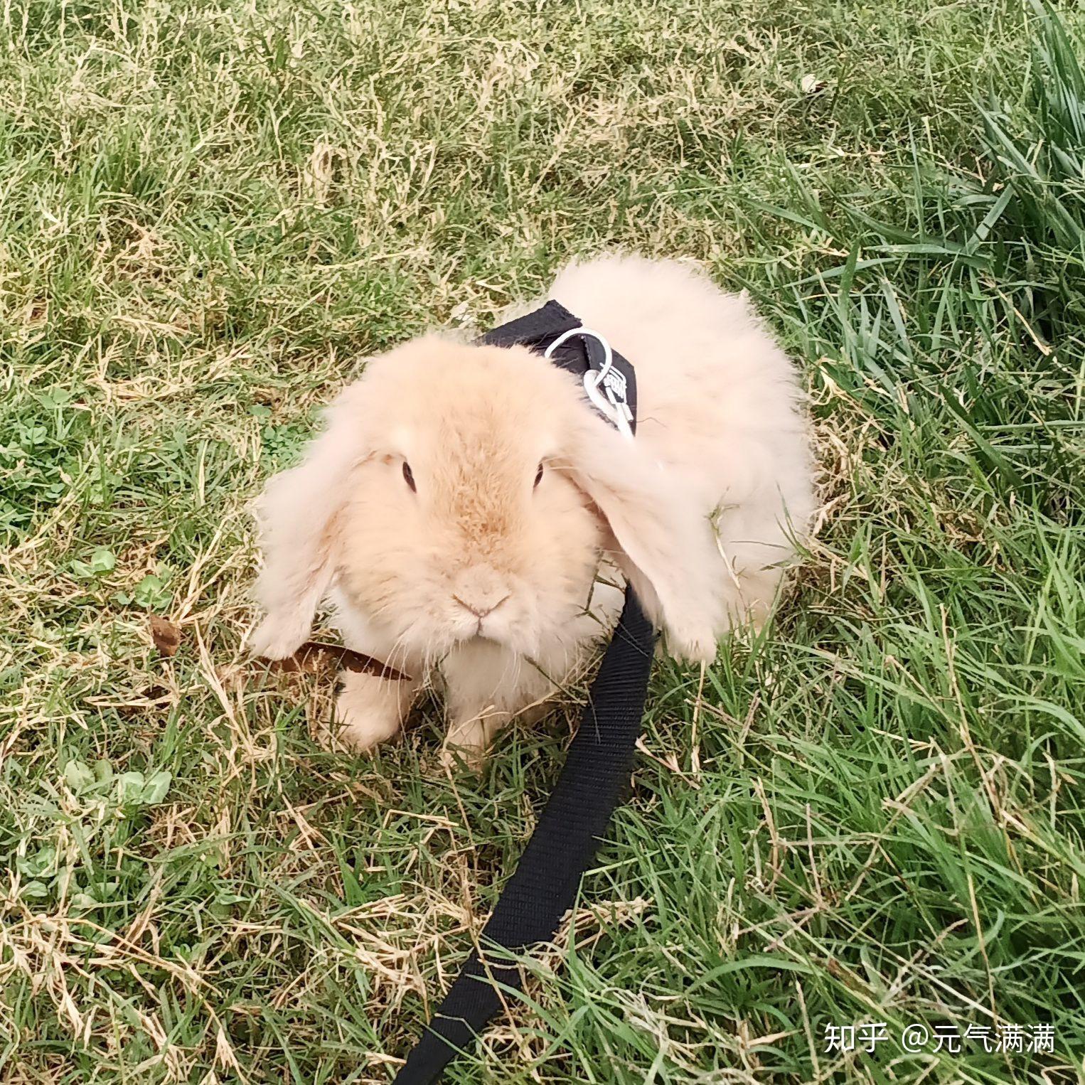 今日宠物价格行情及温馨故事概述