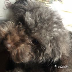 今日宠物价格行情及温馨故事概述