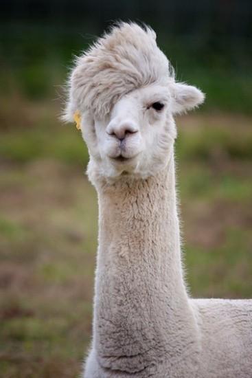 中国特种养殖最新动态与市场行情分析