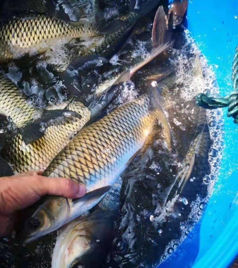 罗氏沼虾行情探索，自然美景之旅与内心平静的追寻