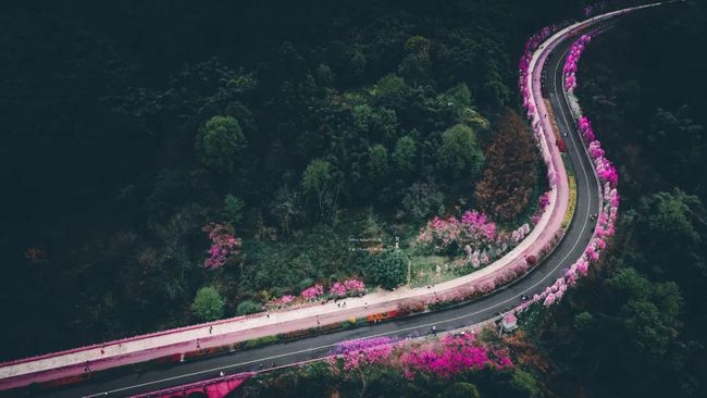 四川乐山最新资讯概览与观点论述