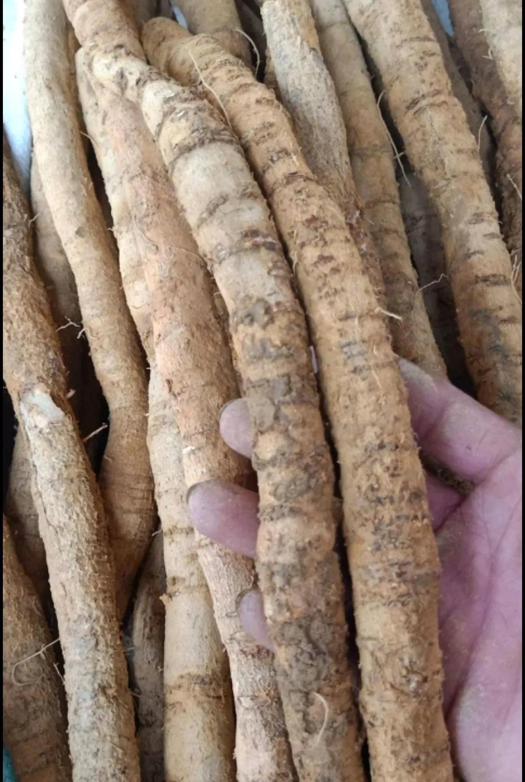 牛大力市场价格揭秘，奇妙旅程与价格之谜探秘