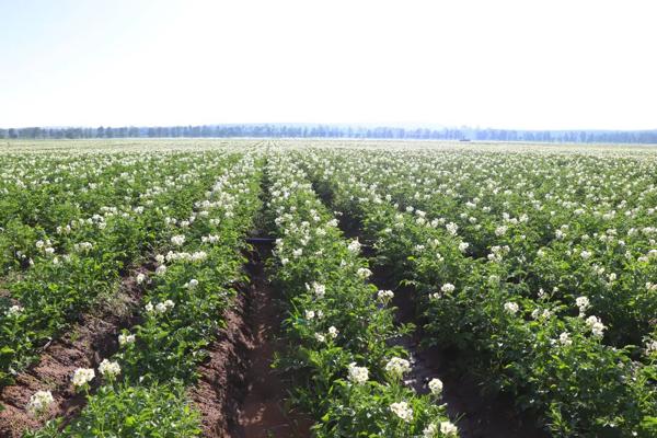 2025年土豆行情展望,价格预测与市场趋势