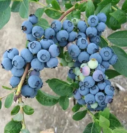 ??新鲜季节揭秘，蓝莓上市时间一览??