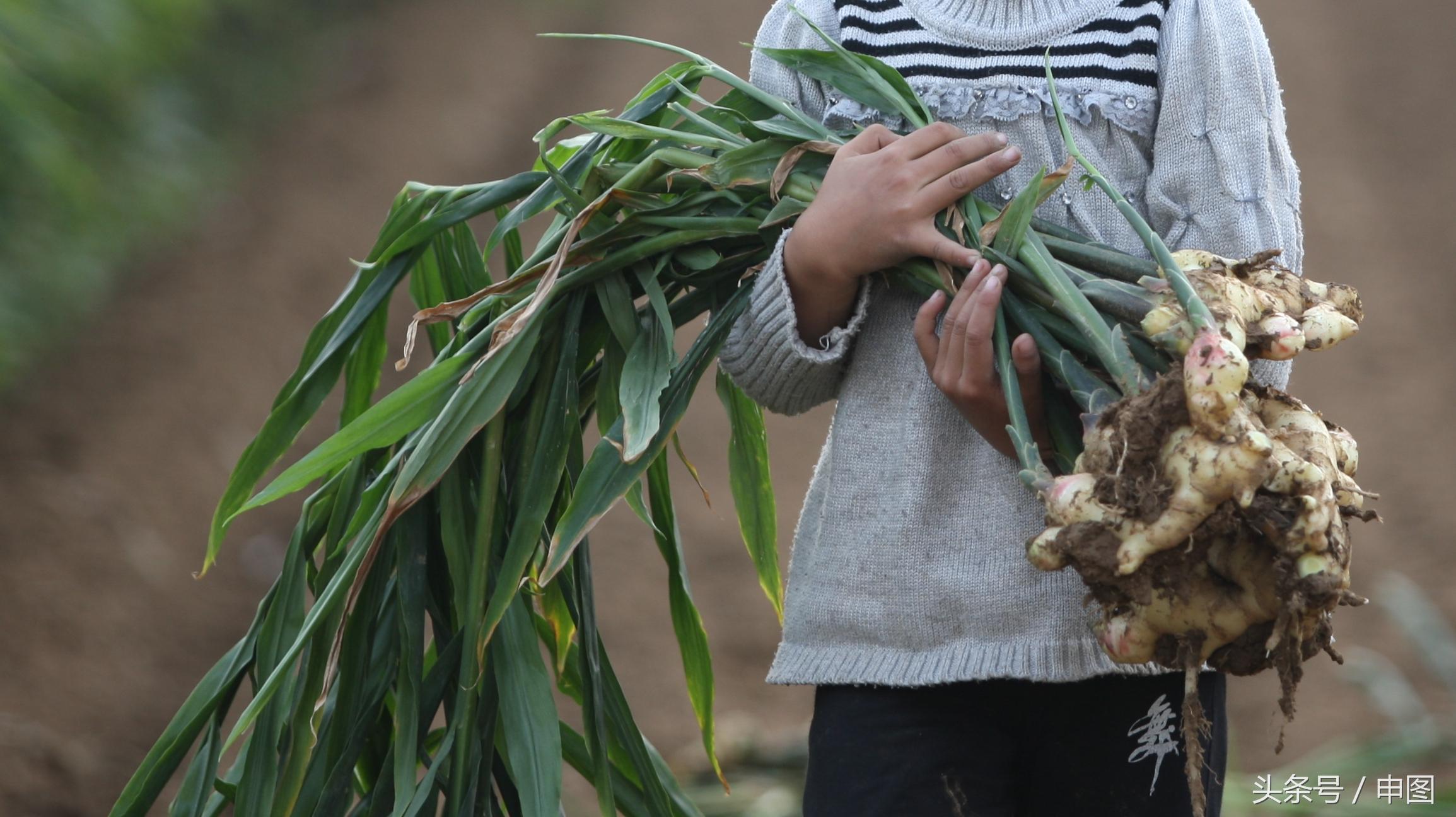 山东大蒜行情最新动态,全面解析山东大蒜市场指南