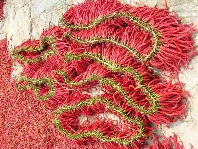 最新大方规划新闻动态概览