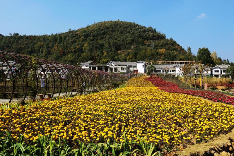 最新大方规划新闻动态概览