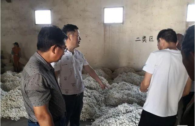 最新蚕价揭秘，蚕农福音，市场行情大放送！