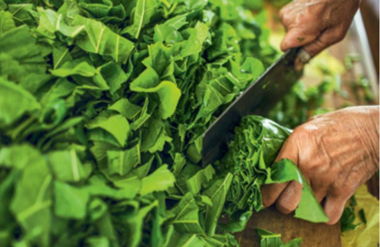 最新蚕价揭秘,蚕农福音,市场行情大放送!