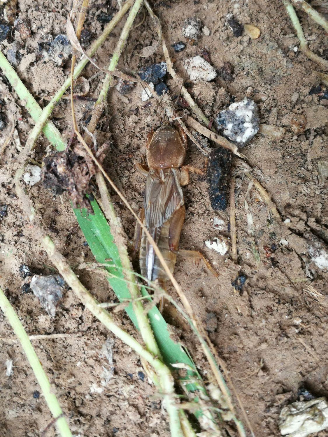 最新蚕价揭秘,蚕农福音,市场行情大放送!