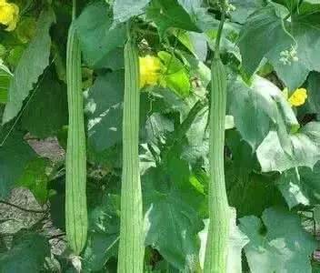 丝瓜最新应用指南，详细步骤带你体验丝瓜最新AP