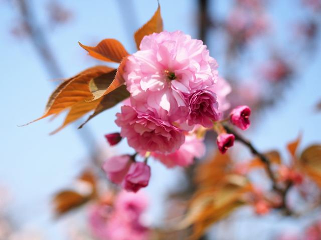 最新樱花系列高科技产品亮相,引领科技新风尚