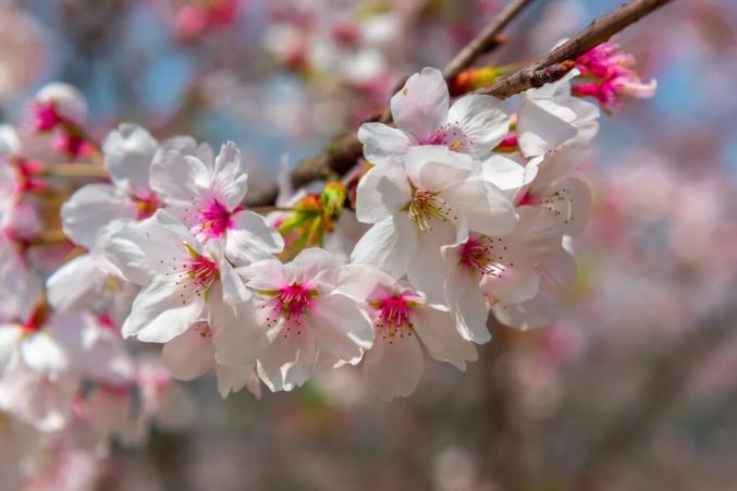 最新樱花系列高科技产品亮相,引领科技新风尚