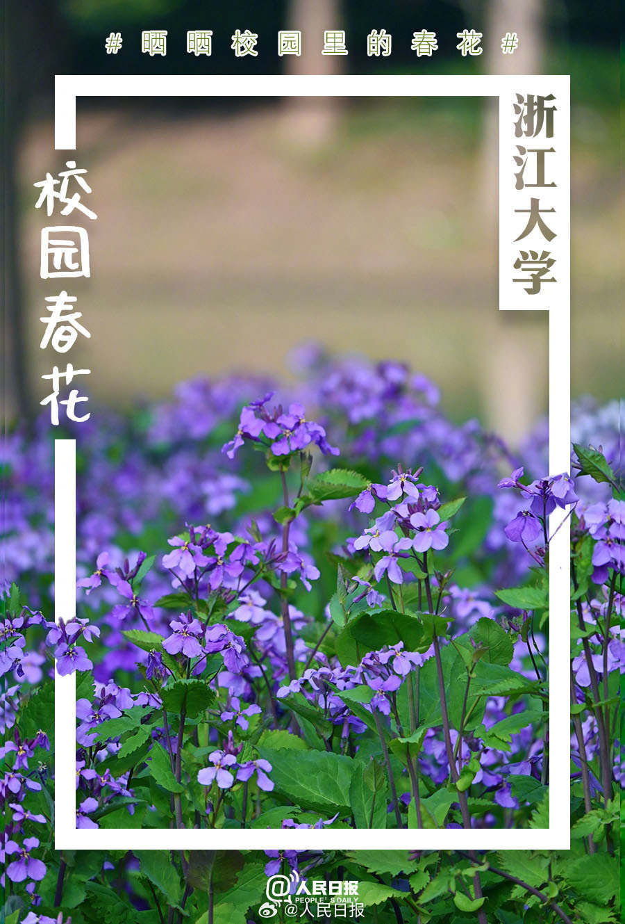 最新花校园日常故事揭秘,校园生活的精彩瞬间