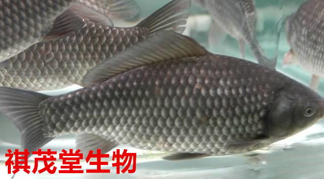 小巷深处的鲜鱼秘境,最新报价大揭秘!