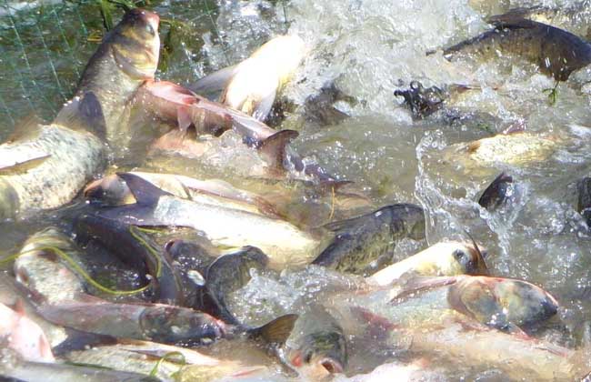 小巷深处的鲜鱼秘境,最新报价大揭秘!