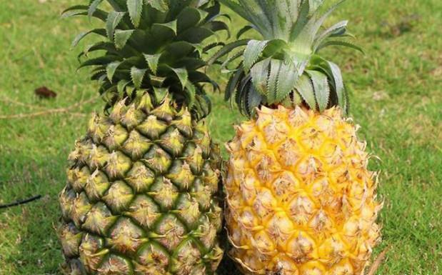 探索凤梨的美味之旅，最新凤梨食用指南