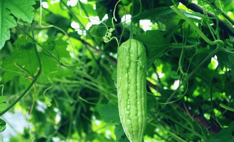 水果苦瓜最新,健康价值与市场争议并存的一种食品标题