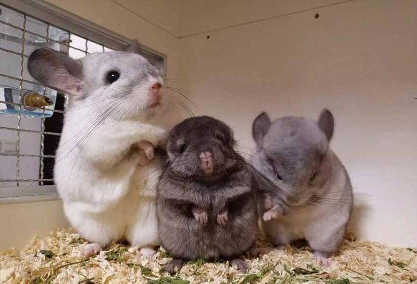 动物电影最新，高科技魅力与体验的首映盛典